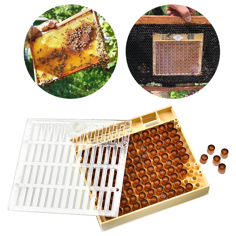 

Queen Bee Rearing Cupkit Box Beekeeping Cell Cups Queen Rearing System And 120 Sets Plastic Bee Protective Bee Cell Brown Cells