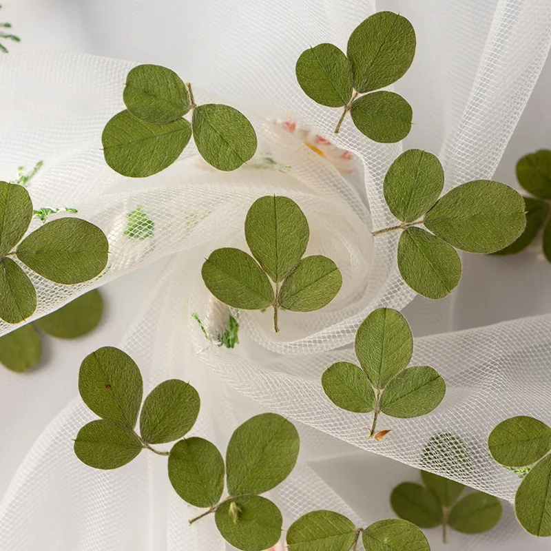 60pcs Pressed Dried Flower Shamrock Clover Leaf Herbarium For Epoxy Resin Jewelry Making Bookmark Face Makeup Nail Art Craft