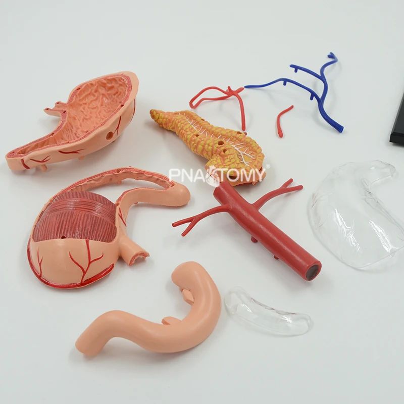 4D Detachable Stomach Model Removable Human Organs Anatomical Model Educational Equipment Medical Sciences Digestive System