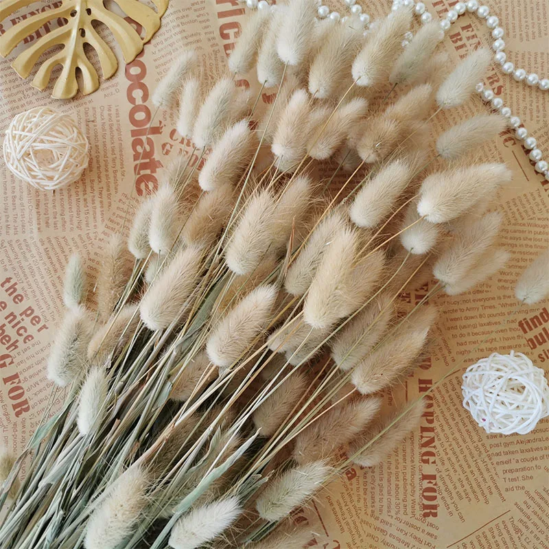 20PCS Bunny Tail Grass Dried Natural Flowers Wheat Ear Dry Flower Wedding Marriage Decoration Home Living Room Decor Accessories