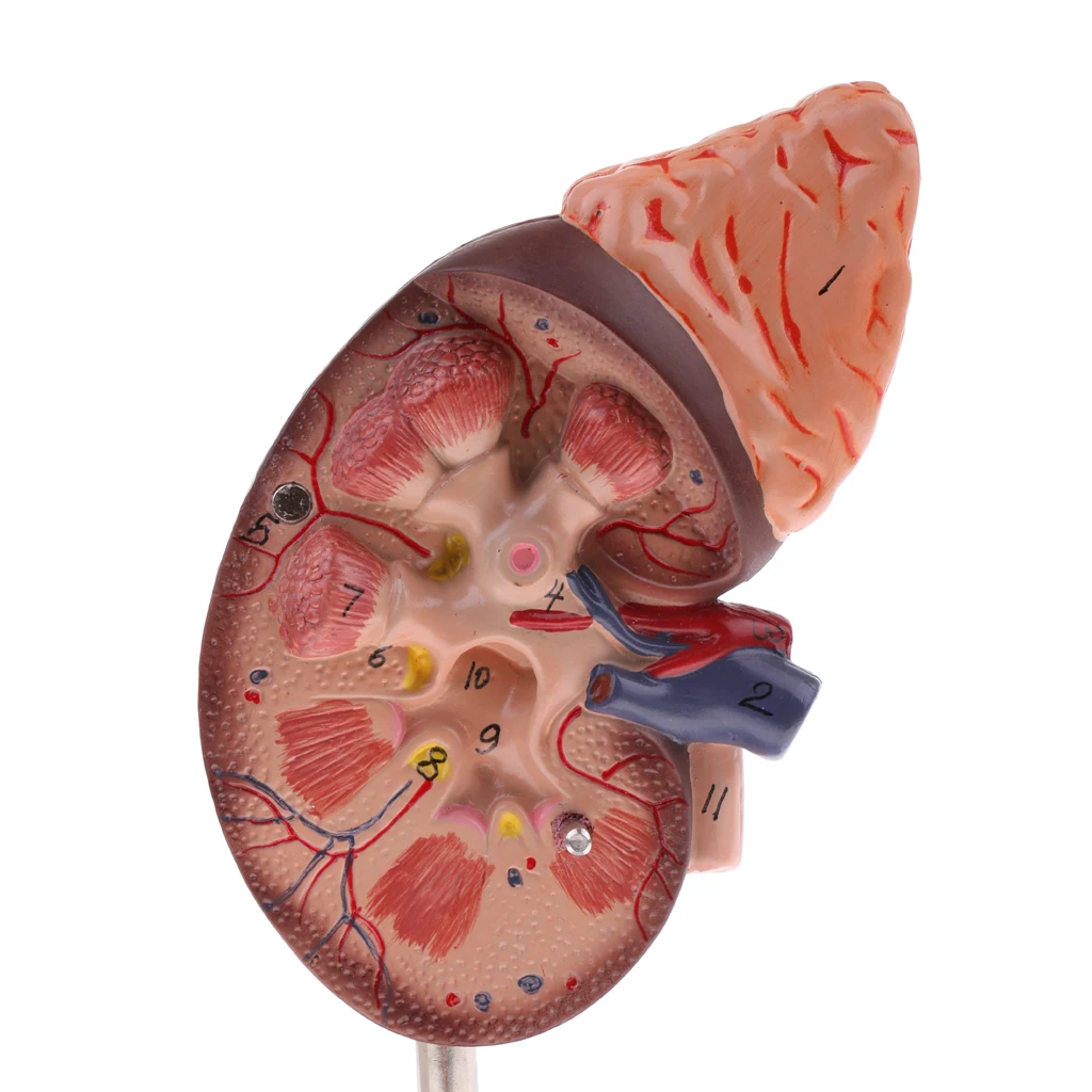 1:1 Lifesize Kidney Model Removable 2 Parts Kidney with Adrenal Gland Anatomical Model (with Base) for School Lab Tool Kits