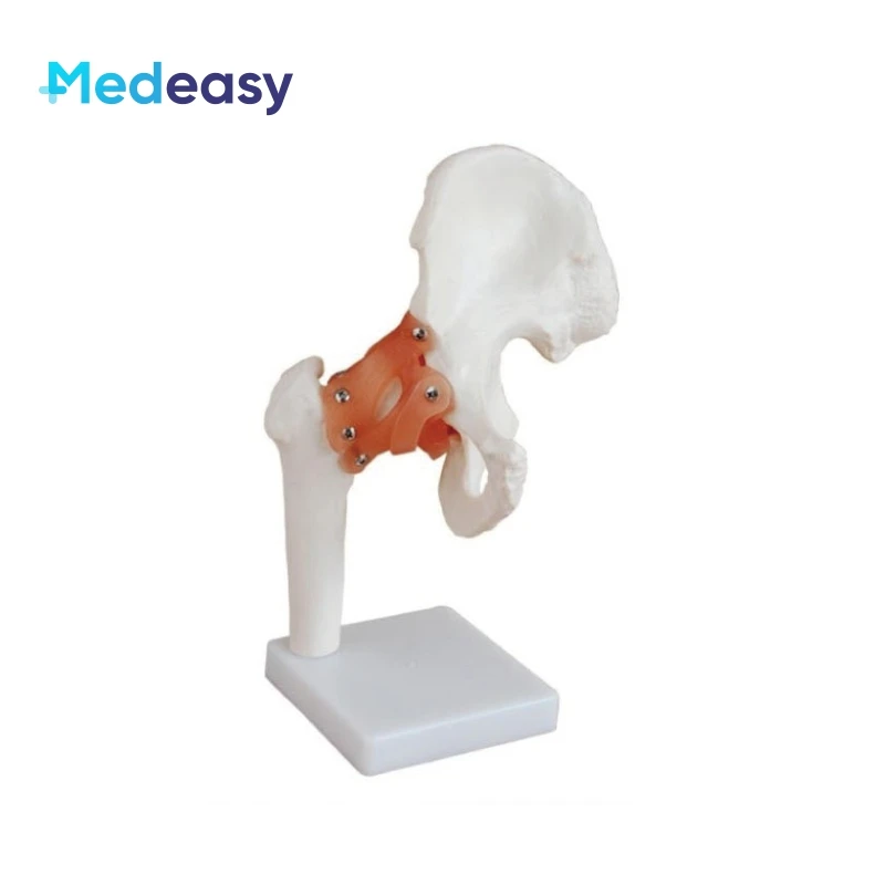 Human Life Size Anatomical Joint Model with Ligaments for Knee Hand Foot Hip Shoulder Elbow Anatomy Model