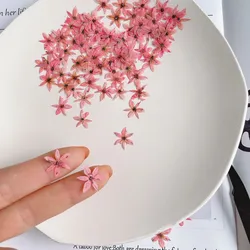 0.7-1cm/100pcs,Pressed mini Leek flower,tiny dry flower wholesale material ins popular nail Art Trinket photo frame star flower