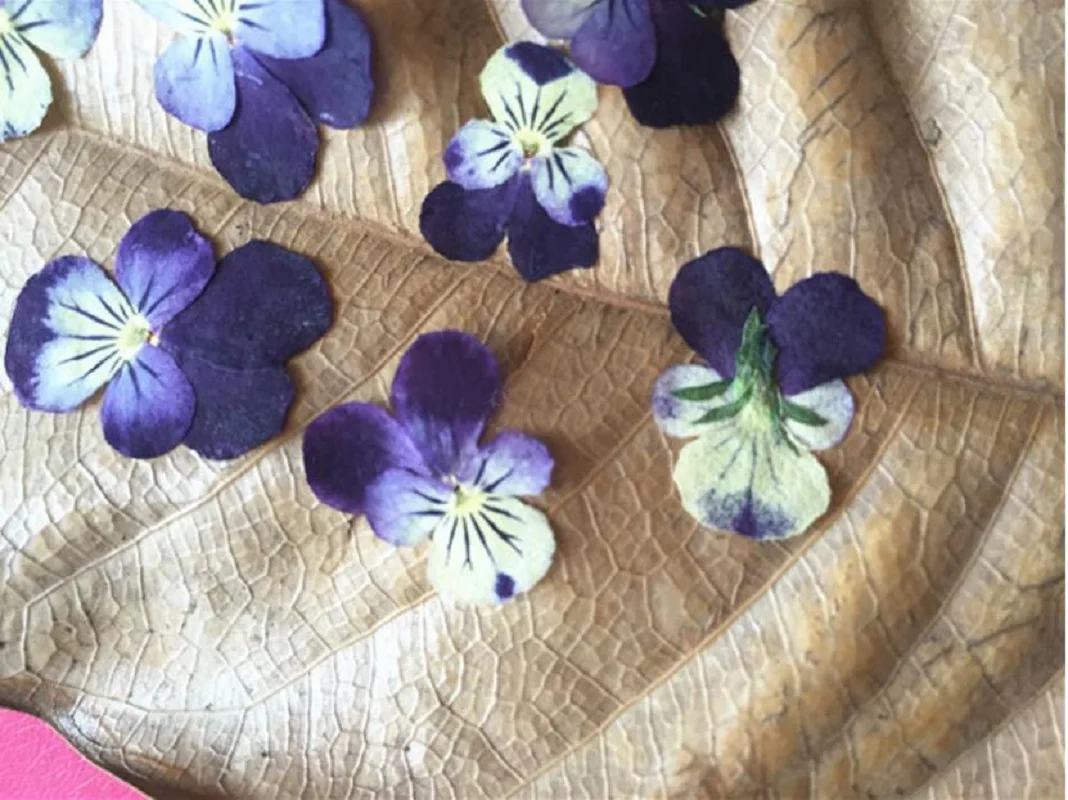 60pcs Pressed Dried Dyed Viola tricolor L. Pansy Flower Plant Herbarium For Jewelry Postcard Invitation Card Phone Case DIY