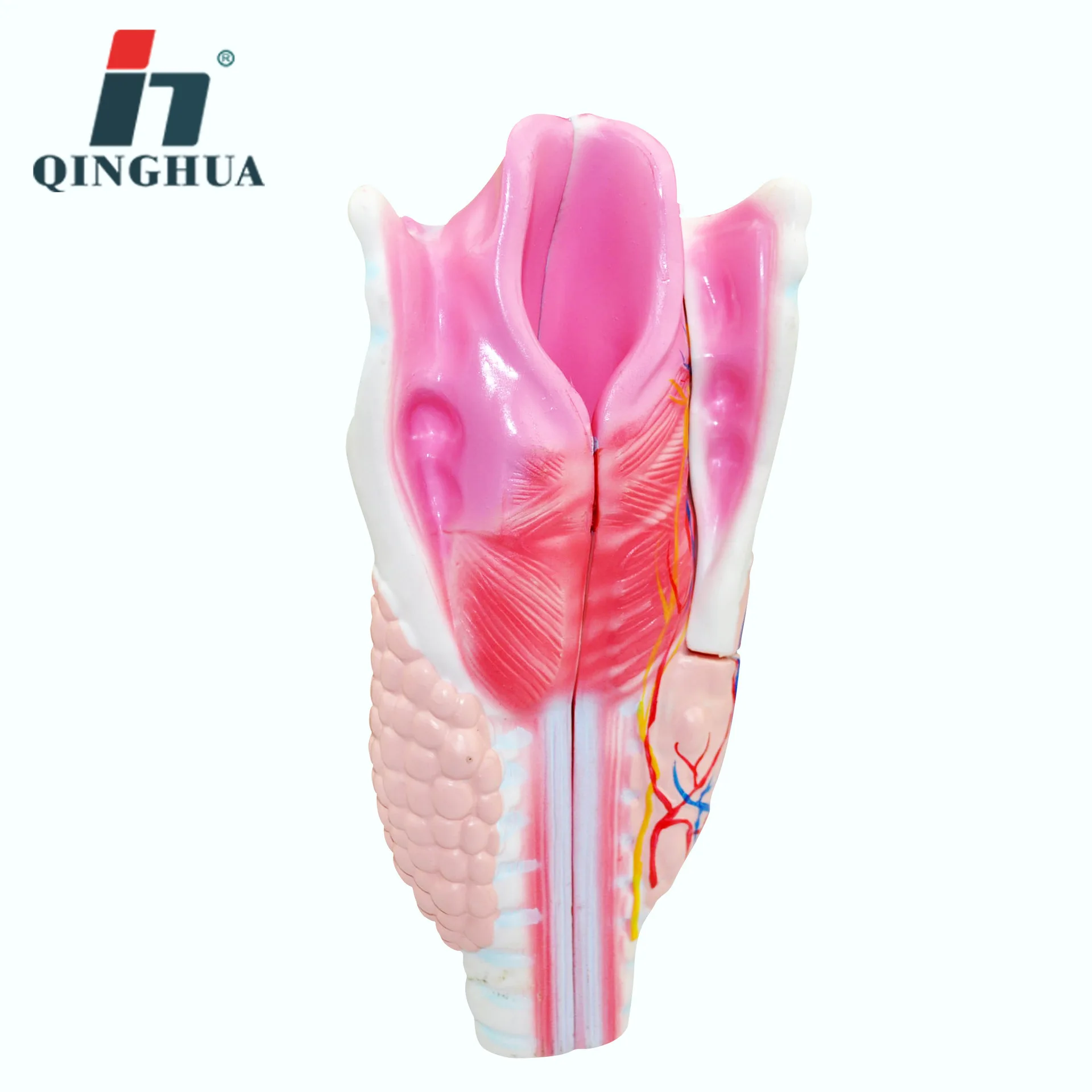 

Human Realistic Larynx Anatomical Model Respiratory Tract Anatomy Medical Teaching Aids Educational Equipment Supplies