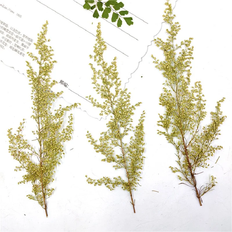 

64pcs Pressed Dried Artemisia annua Flower Herbarium For Epoxy Resin Jewelry Making Bookmark Face Makeup Nail Art Craft