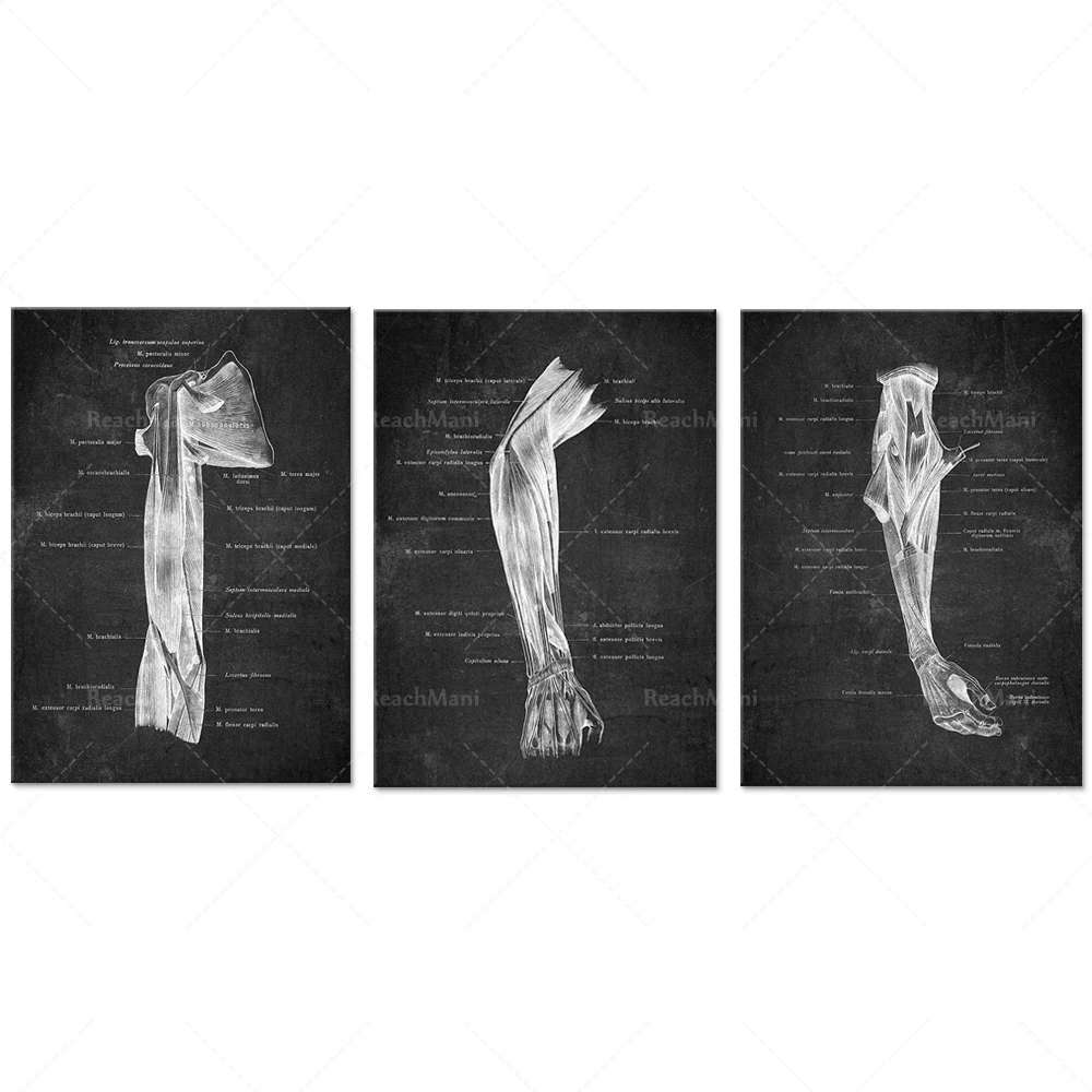 Anatomique Bras et cartel principal anatomía pizarra arte brazo y hombro estampado muscular quiropráctor decoración de oficina masaje thera