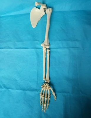 

Upper limb bone model scapula bone model skeleton model medical teaching bone setting explanation model