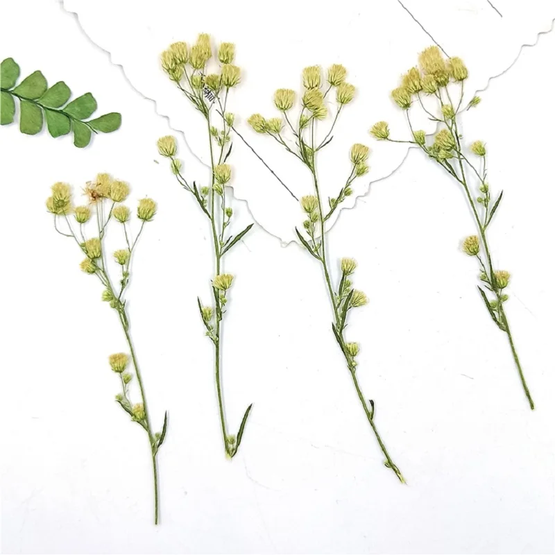 

60pcs Pressed Dried Conyza Canadensis Flower Plant Herbarium For Jewelry Postcard Bookmark Invatation Card DIY Making