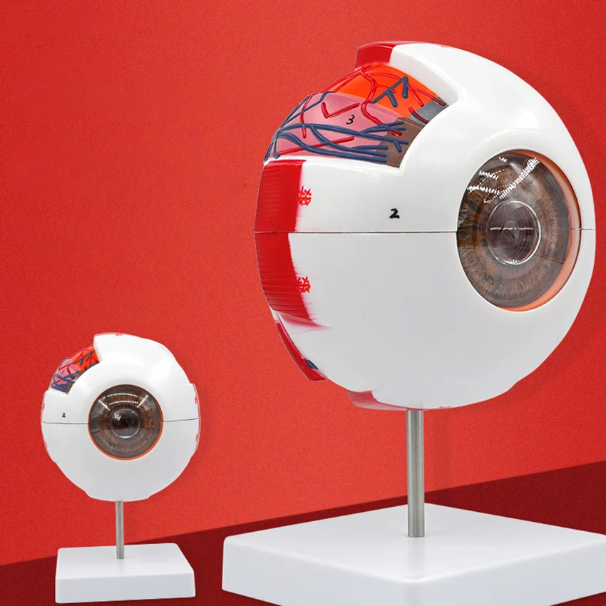 Eyeball Anatomy Model W/ Numeral Sign, 6X Enlarged Human Eye Anatomical Model, Removable 7 Parts, for Study Display Teaching