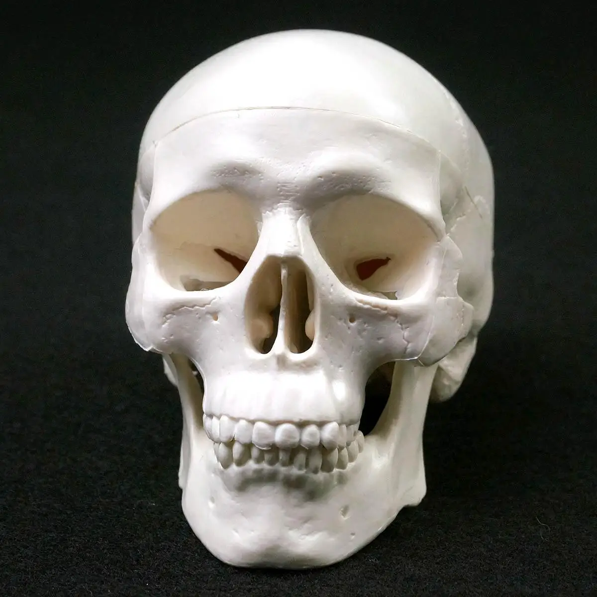 PVC Mini Skull Human Anatomical Anatomy Head Medical Model Convenient 92x99x71mm