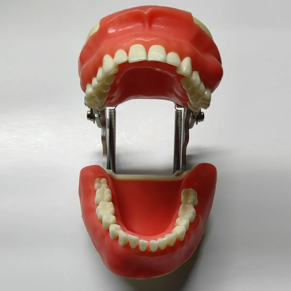 Dental Model Training Model For Oral Surgery Teeth Model Dental Teaching Model Teeth Demonstration