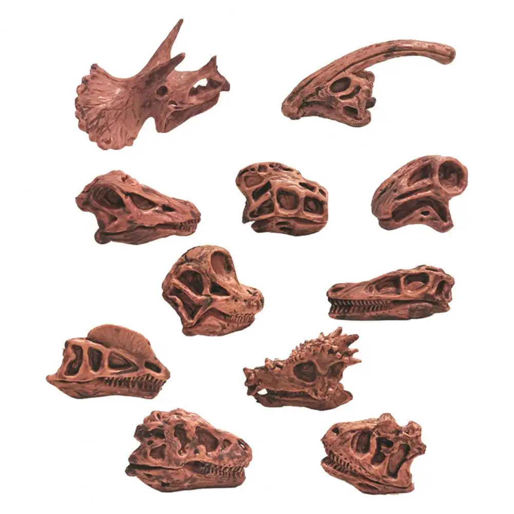 11Pcs/Set Dinosaur Fossil Model Simulation Hand-painted Vivid Carnotaurus Dinosaur Skull Fossil Figurine for Kids Home Decor