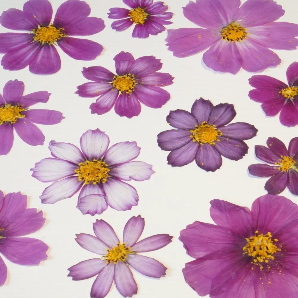 100pcs Pressed Dried Calliopsis Galsang Flower For Epoxy Resin Jewelry Making Makeup Face Bookmark Nail Art Craft DIY