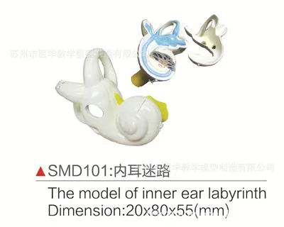 

Labyrinth model of the inner ear Ear anatomy model ear teaching model