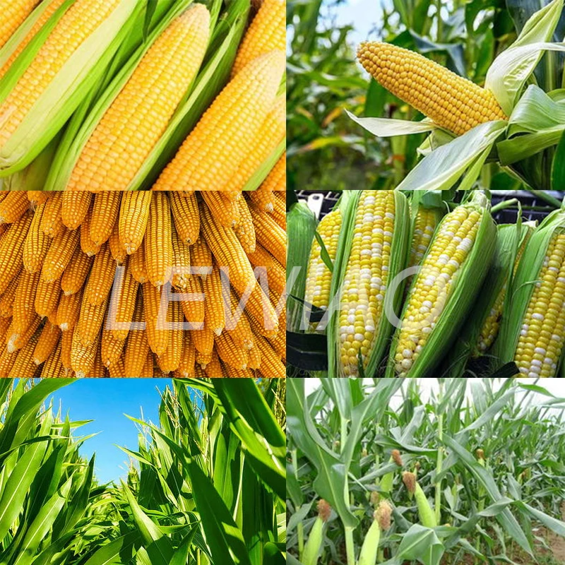 Handheld Diesel Powered Corn Harvester Crowbar Machine Corn Stalk Crusher