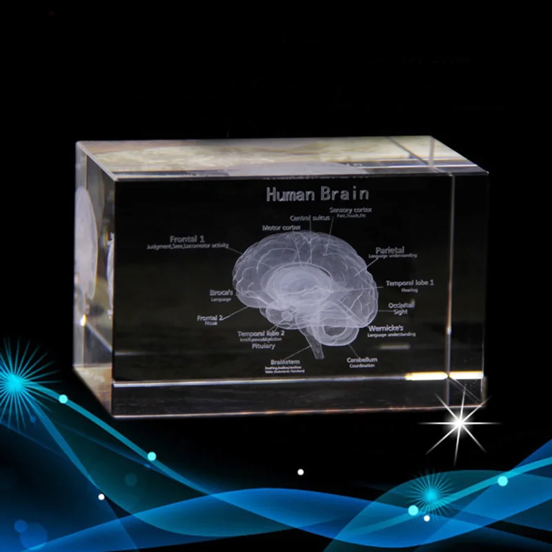 Hot Selling Brain Structure Cut Etched Glass Cube 3d Laser Engraved Crystal Cube Teaching Model Crystal for Hospital Souvenirs