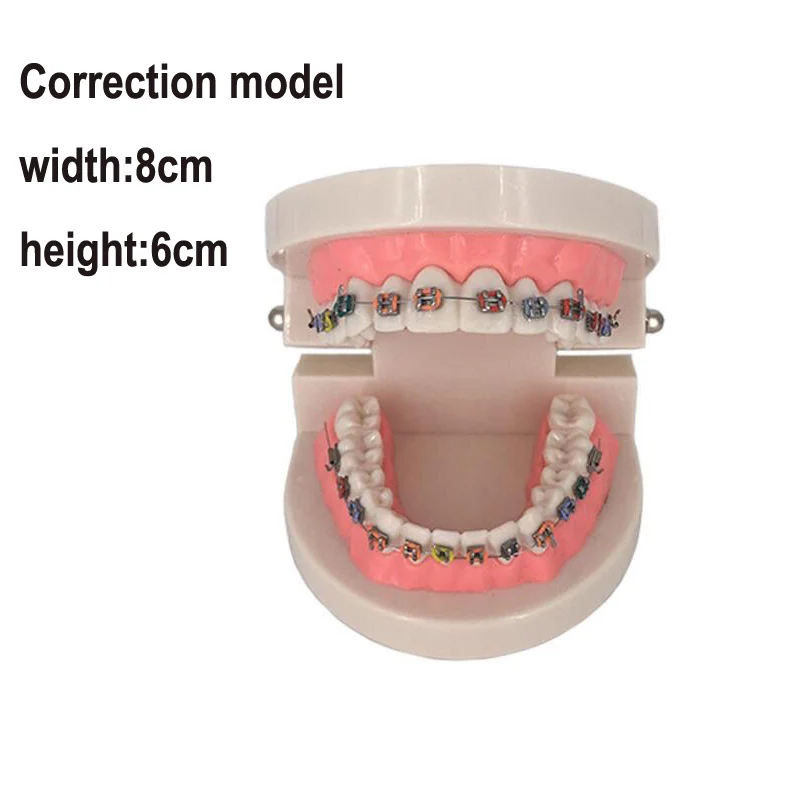 Dental Teach Children's Early Education Brushing Mold Standard Large Toddler Kids Oral Teaching Tooth Model With Toothbrush