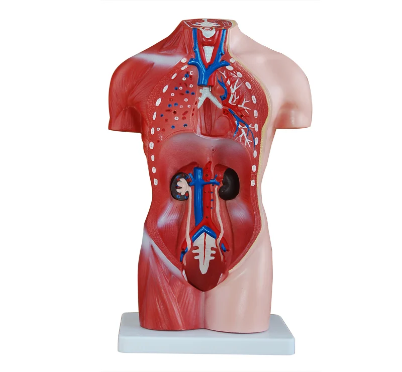 Human body model, anatomy female  torso model 42cm(15parts), female torso