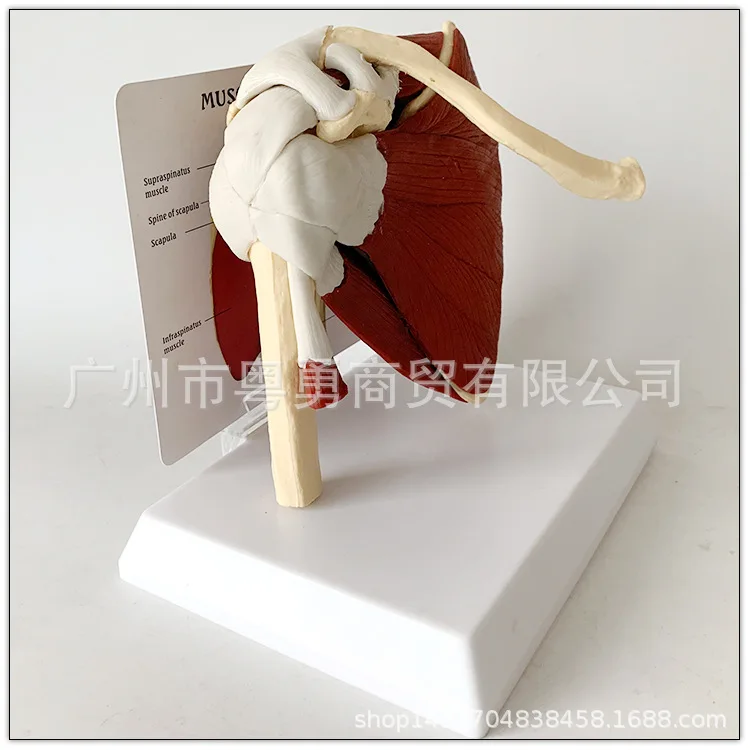 Human Skeleton Shoulder Scapula Clavicle Muscle Model Joint Functional Ligament Medical Teaching Aid