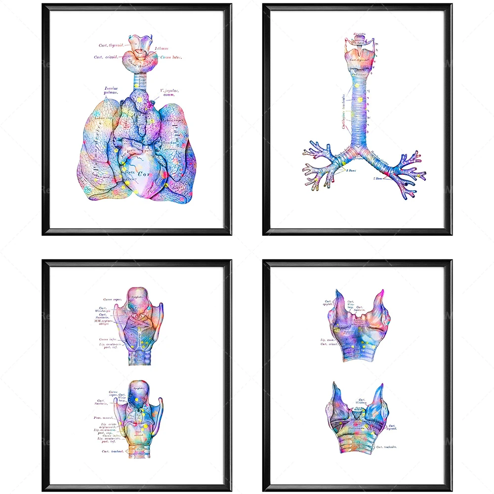 Respiratory System Anatomy Poster Anatomical Lungs Print Trachea Art Larynx Print Pulmonologist Gift Medical Art Clinic Decor