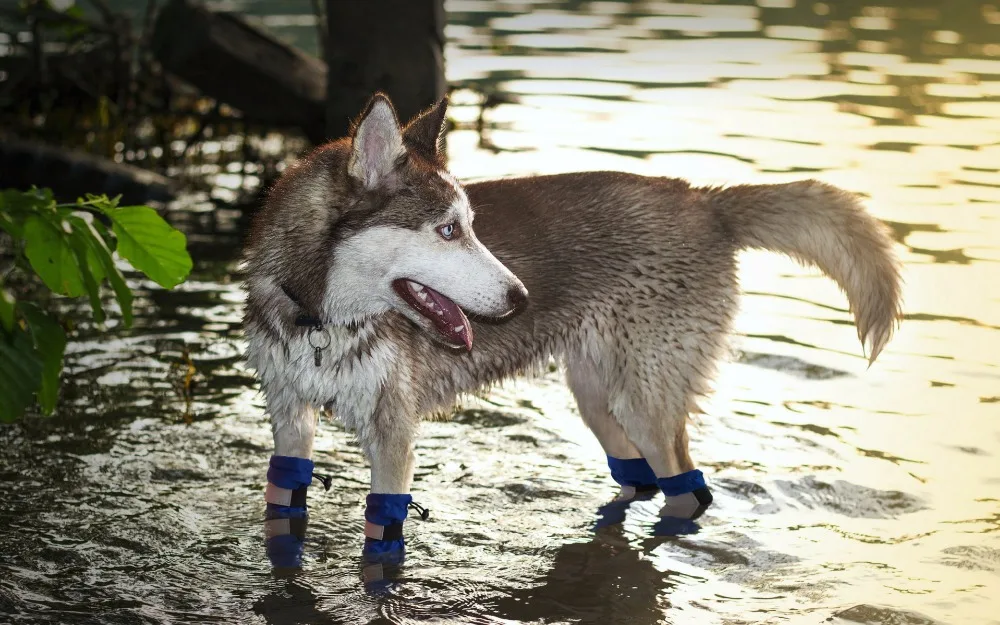 Imagem -06 - Botas de Cachorro Botas de Cachorro Longas Impermeáveis com Sola de Borracha Botas de Neve Vedação Entrada de Chuva 100