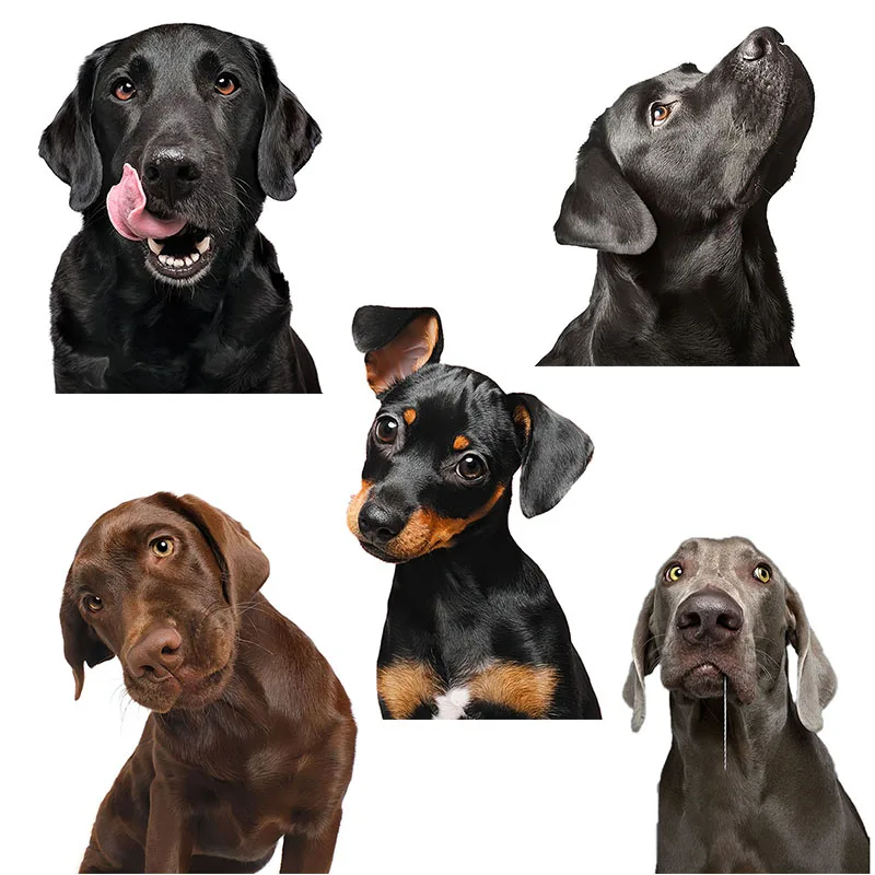 Three Ratels QD112 Funny Labrador Retriever and Doberman Pinscher sticker home decoration Refrigerator Decal laptop toilet