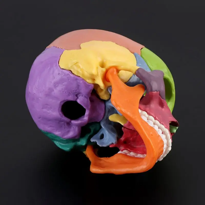 15pcs/set 4D Disassembled Color Skull Anatomical Model Detachable Medical Teaching Tool