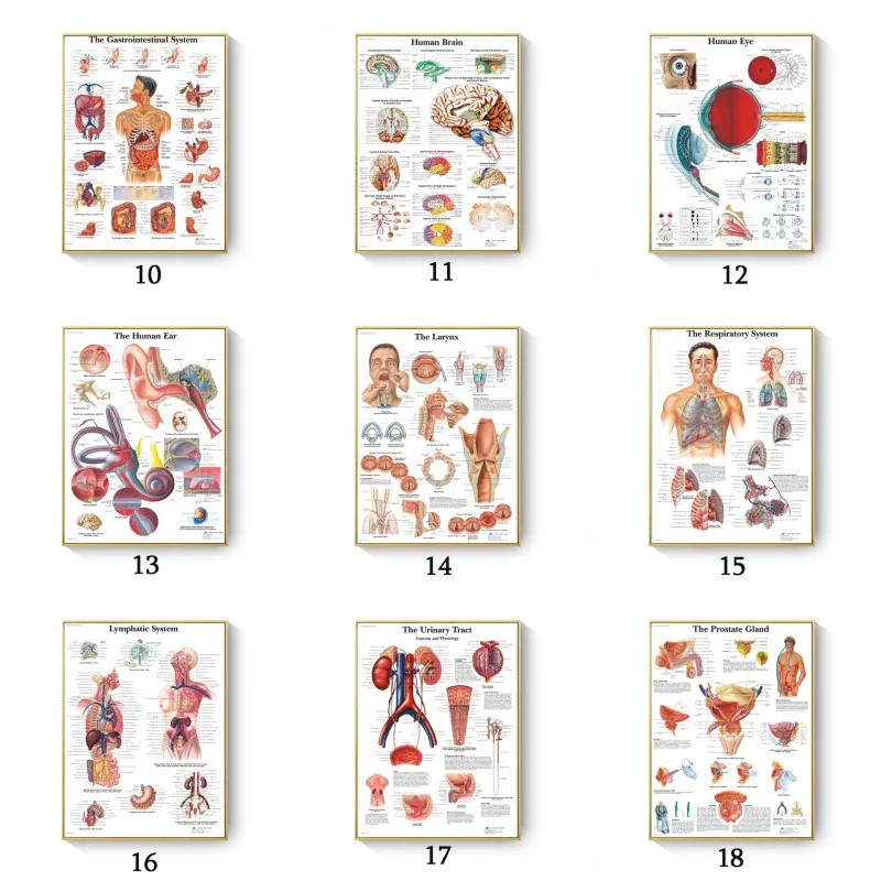 Anatomy Education Science Medicine Poster Print Muscles System Canvas Painting Human Body Map Canvas Wall Pictures Office Decor