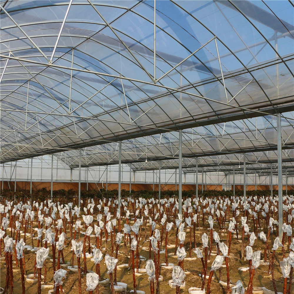 A multi span film greenhouse for soil farming 24m*30m