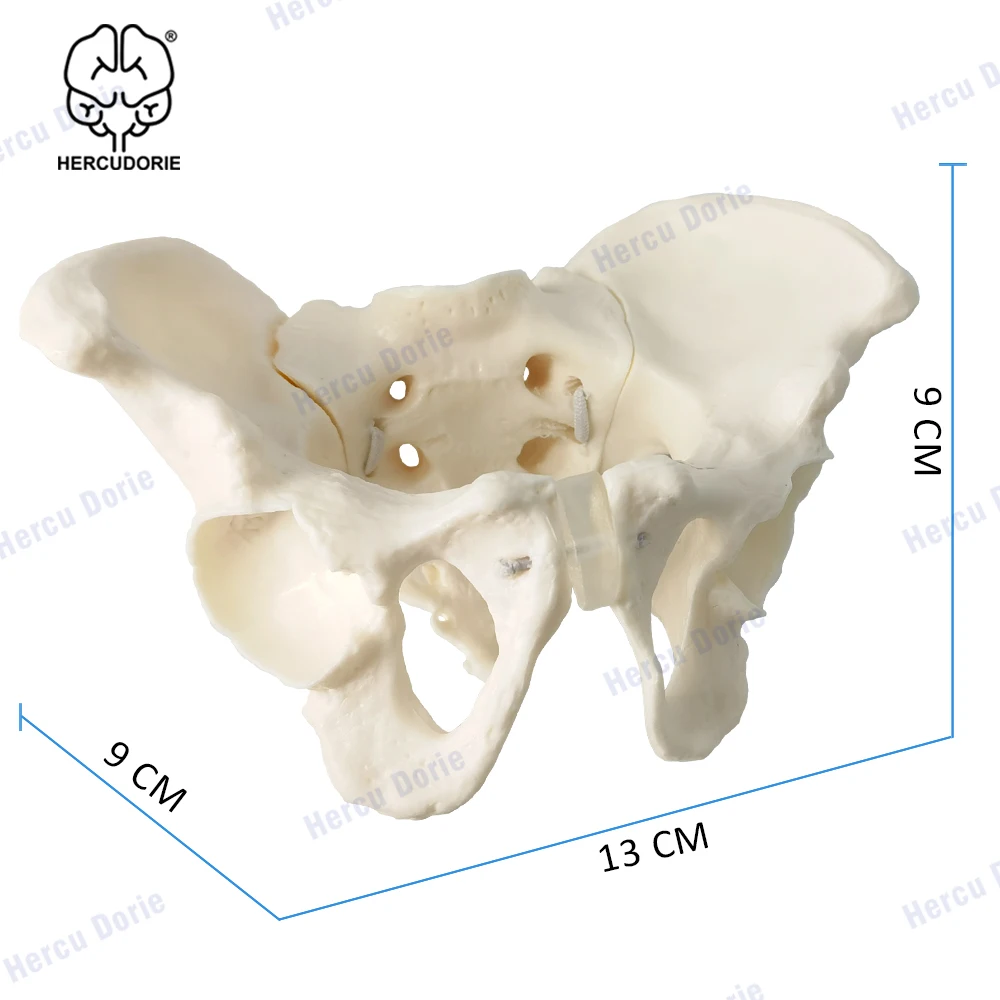 Mini Pelvis Model Human Skeleton Model 1:2 size pelvis, Human anatomy features hip, Sacrum and tailbone