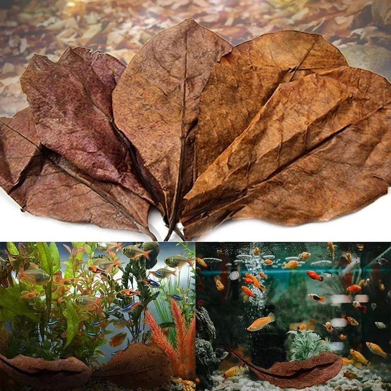 10pcs high quality Natural Terminalia Catappa Leaves,Indian almond Lour tree Olive leaf for aquarium water to balance PH Acidity