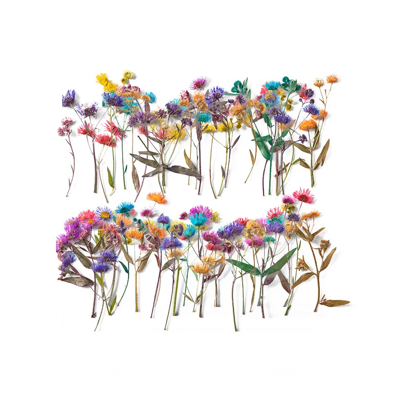 

250pcs Pressed Dried Flower Erigeron Annuus Stem Plant Herbarium Epoxy Resin Jewelry Photo Frame Phone Case Bookmark Making DIY