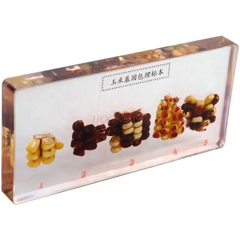 Resin artificial crystal amber corn gene-embedded specimen teaching cognitive display of young children