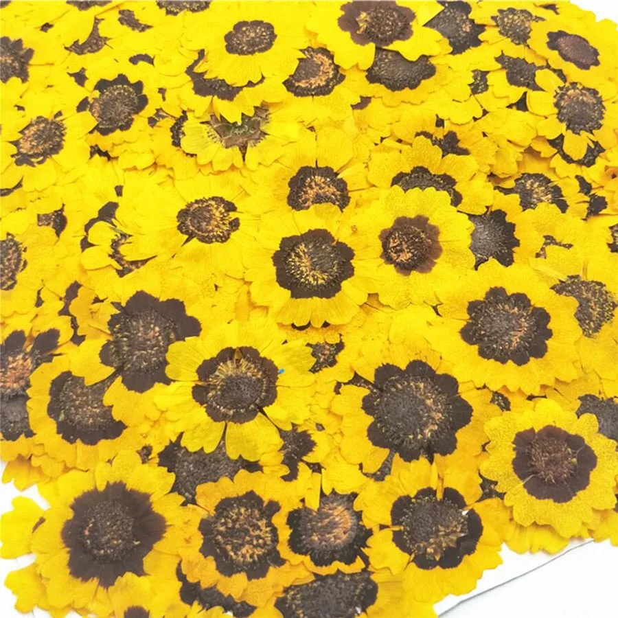 

250pcs Dried Pressed Coreopsis Tinctoria Flower Plant Herbarium For Jewelry Postcard Invitation Card Phone Case Bookmark DIY