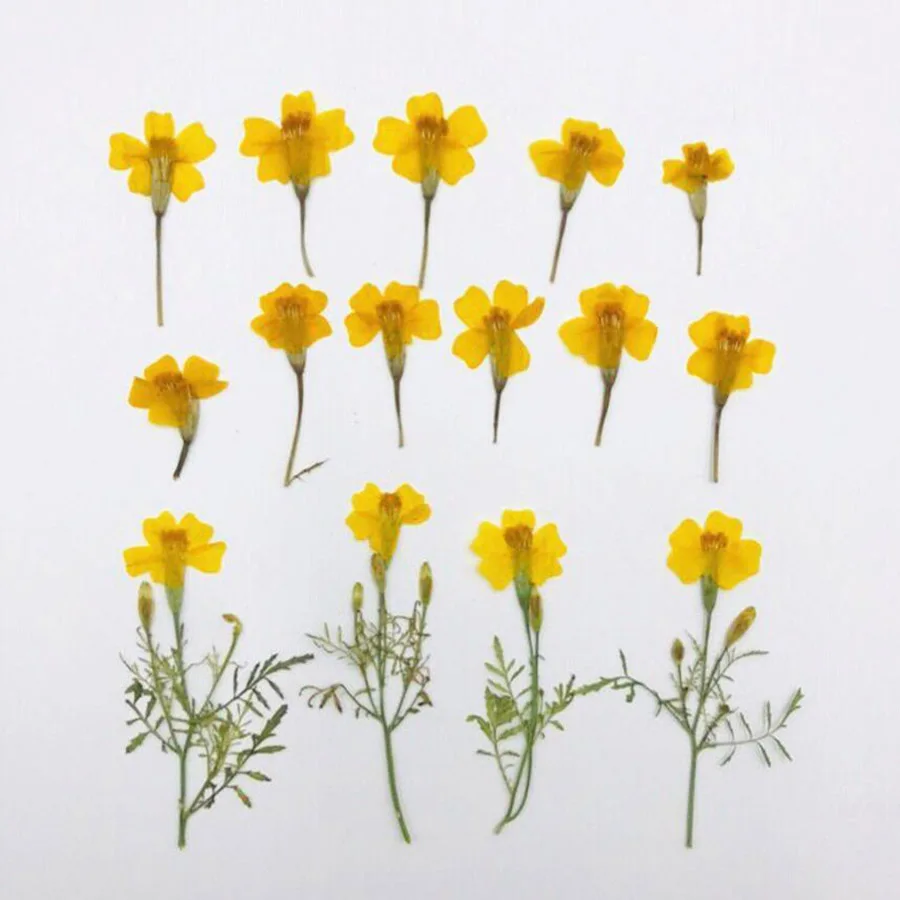 Tagetes Patula L, 60 unidades, 3-6cm, prensado, seco Flores amarillas, plantas, herbario para joyería, marcapáginas, postales, fabricación de fundas para teléfono