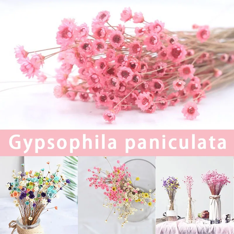 30pcs Dried Flower Brazilian Little Star Flower Gypsophila Chrysanthemum Art Decor DIY xqmg Artificial Flowers Decorations 2021