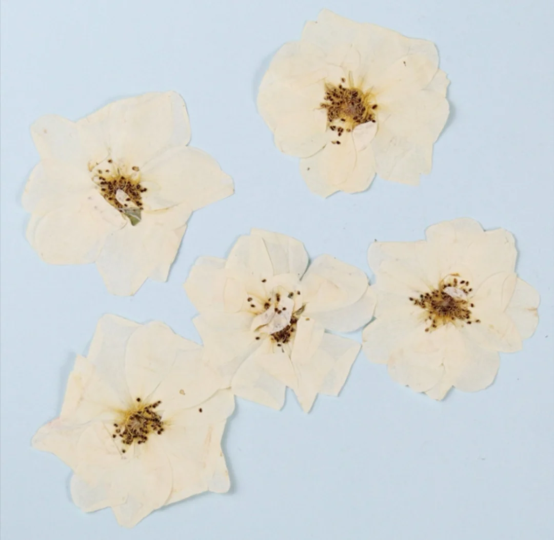 120pcs Pressed Dried White Rose Flower Plants Herbarium For Epoxy Resin Jewelry Making Bookmark Case Face Makeup Nail Art DIY