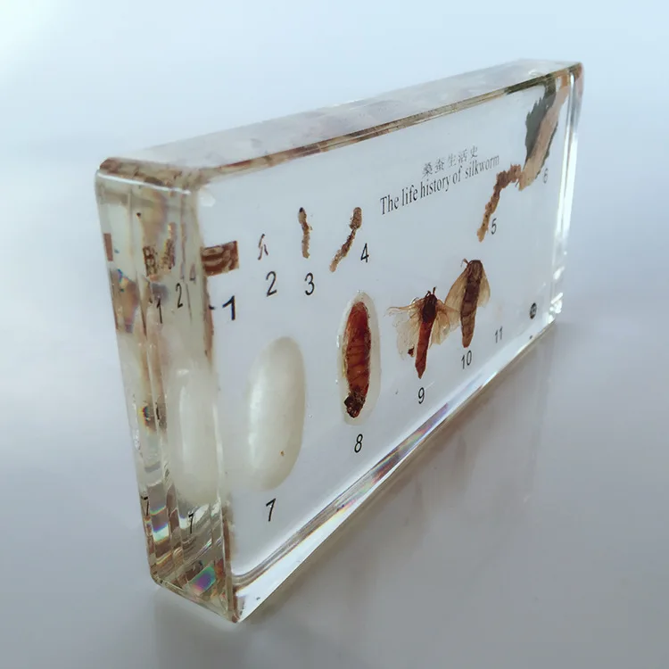 Silkworm Growth Development Embedded Specimen Real Insect Growth History Specimen Model Biological Entomology Teaching Aids