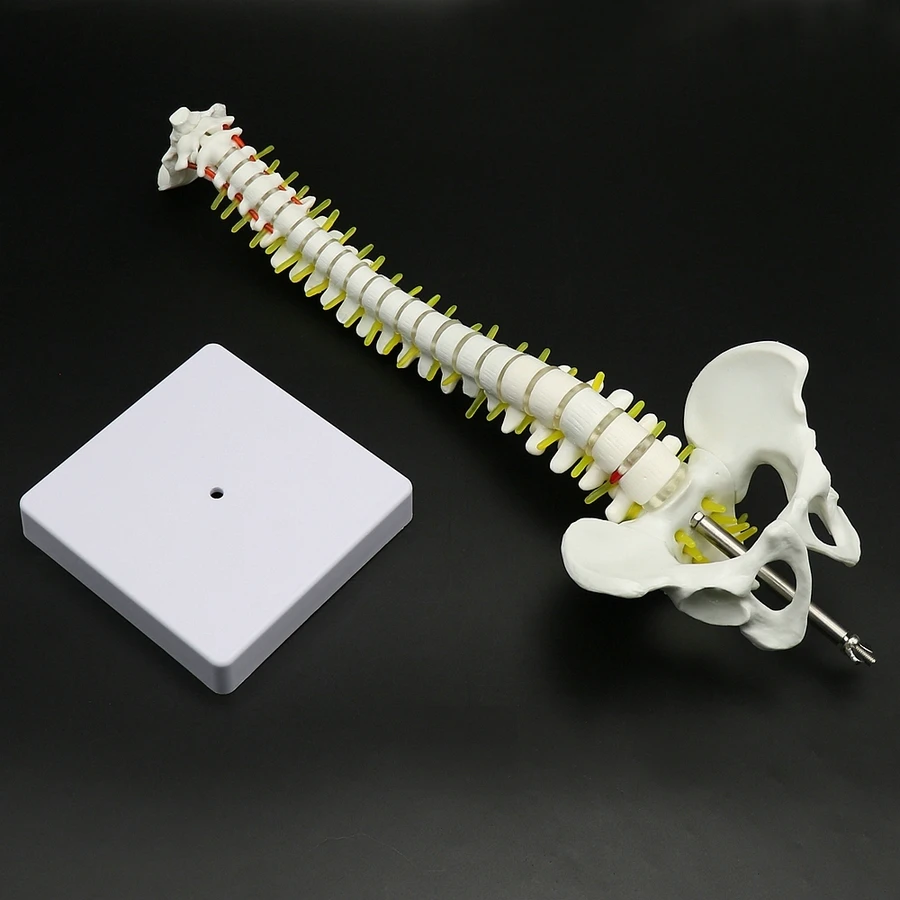 45cm Human Spine with Pelvic Model Anatomical Spine Medical Model with Stand