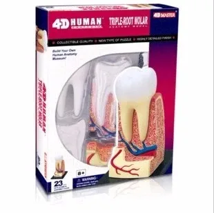 

4D MASTER educational toys 23pcs assembled model of human teeth model medical use free shipping