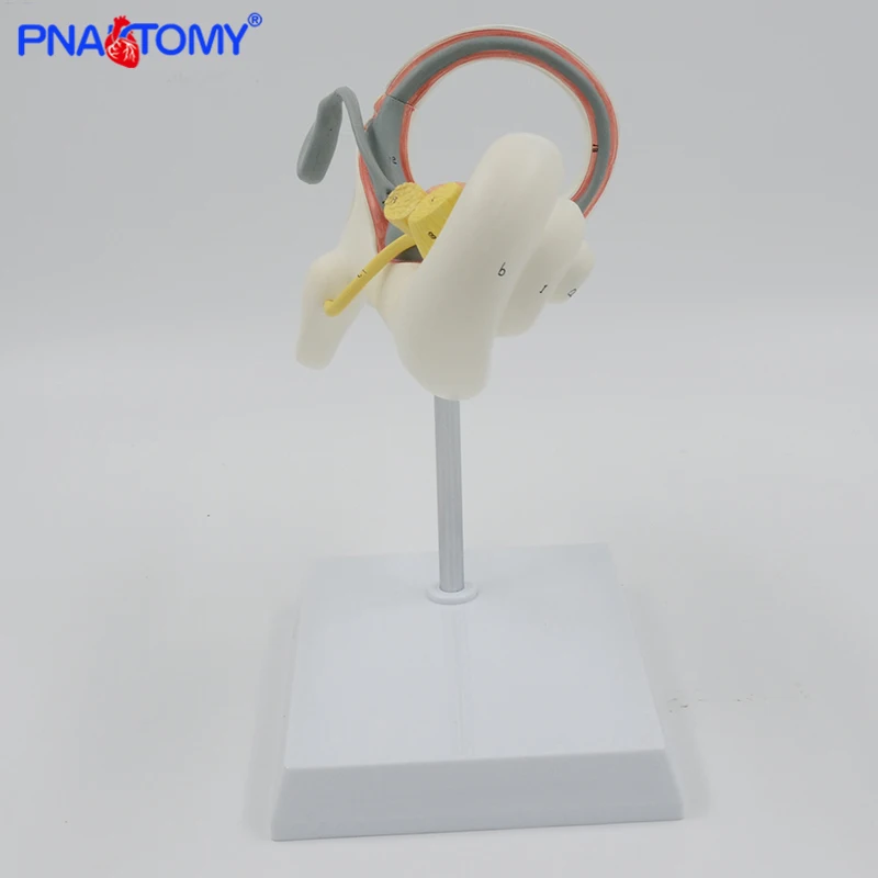 Enlarged Human Ear Labyrinth Model Inner Ear Anatomical Sense Organs Detachable Medical Teaching Tool otorrinolaringologia