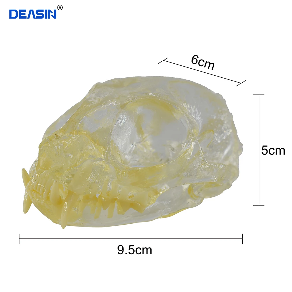 

Teaching Dental Teeth Model Cat Model Catamount cat's teeth Cat Dentition Model