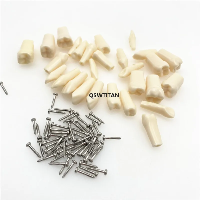 Dental Resin Tooth Model Compatibly Nissin brand Teeth Teaching Model Replaceable teeth