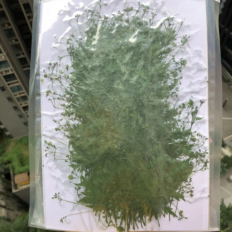 

250pcs Pressed Dried Cardiospermum Halicacabum Leaves Flower Plant Herbarium For Jewelry Postcard Invitation Card Phone Case DIY