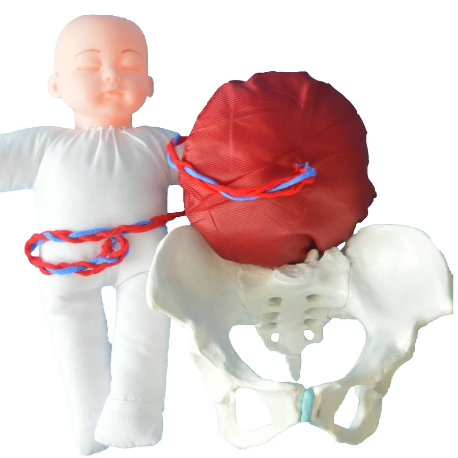 

1:1 Life Size Human Female Childbirth Pelvis Demonstration Fetus Umbilical Cord Placenta Model Teaching Anatomy Model