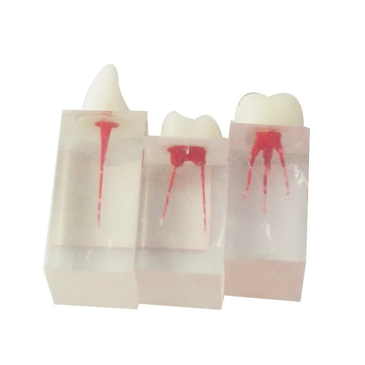 3Pcs Dental File Train RCT Root Canal Crown Study Practice Model Endodontic Pulp