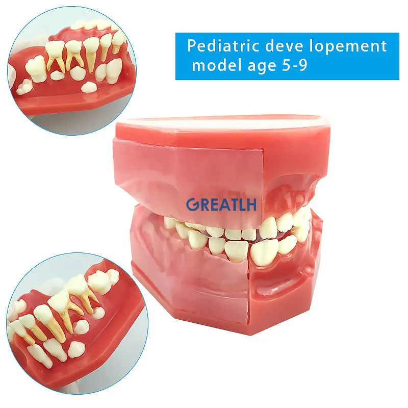 Dental Oral Model nauczania zębów podstawowych i stałych dla dzieci alternatywny Model zębów mlecznych wymiana zębów