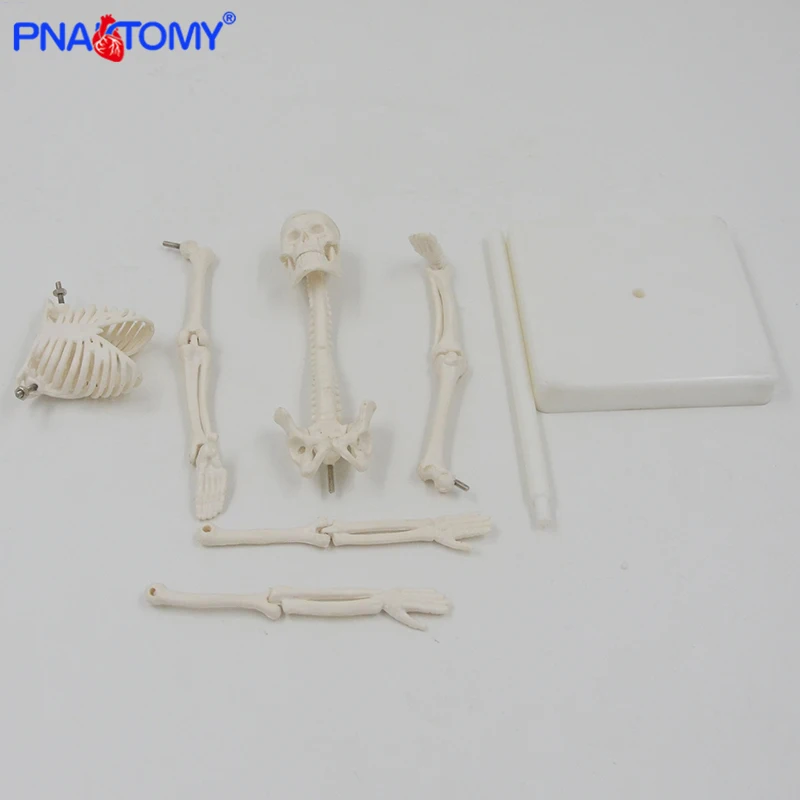 22cm Detachable Skeleton Model Plastic Educational Tool Students Used Medical Gift Anatomical Model Human Skeleton Anatomy