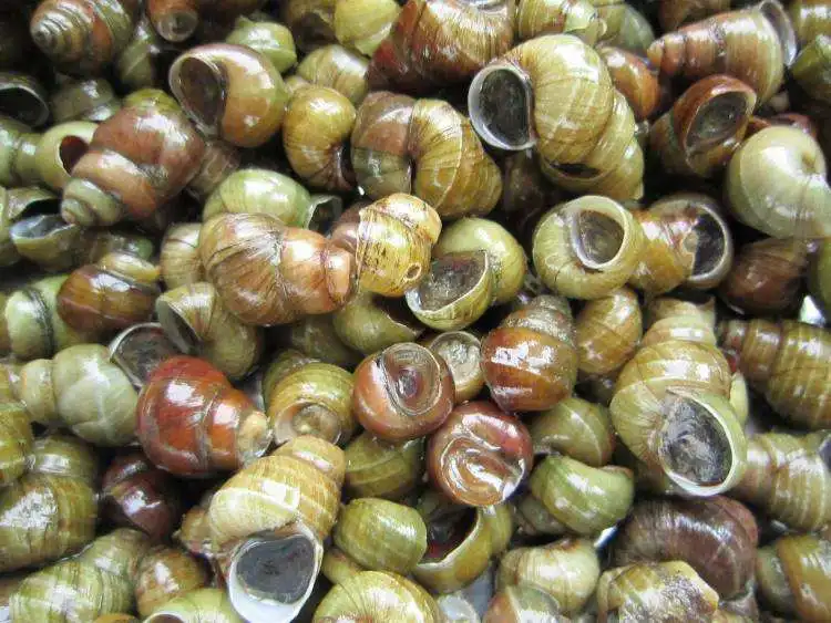 Cortador de cola de caracol de mar, máquina automática de corte de cola de caracol de mar